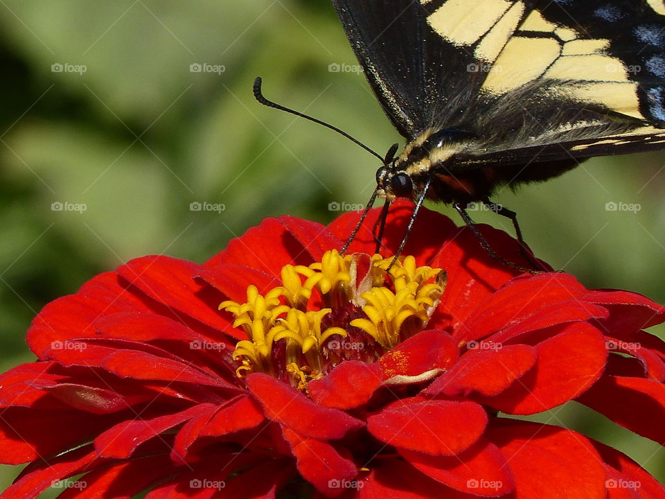 Corner view butterfly on flower 