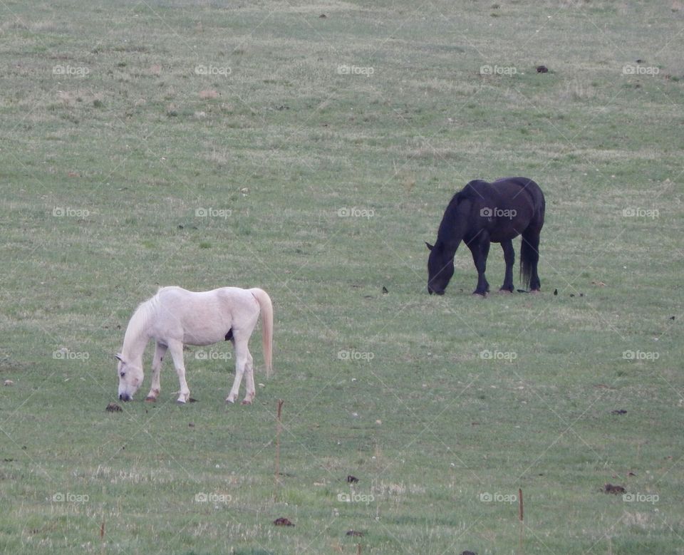 Black and white grazing together