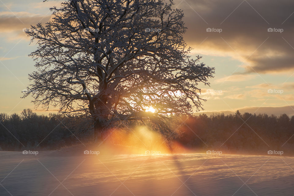 Beautiful rays through frosty morning oak-tree, winter sunrise view at Krimulda, Latvia