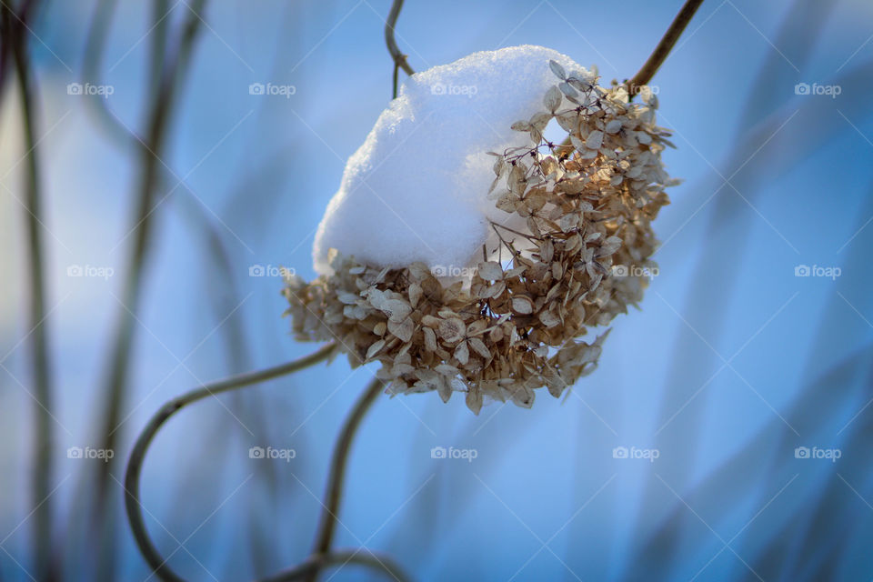 Hydrangeas in the snow