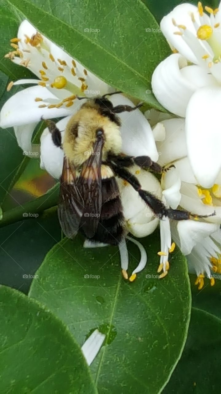 Carpenter bee up close