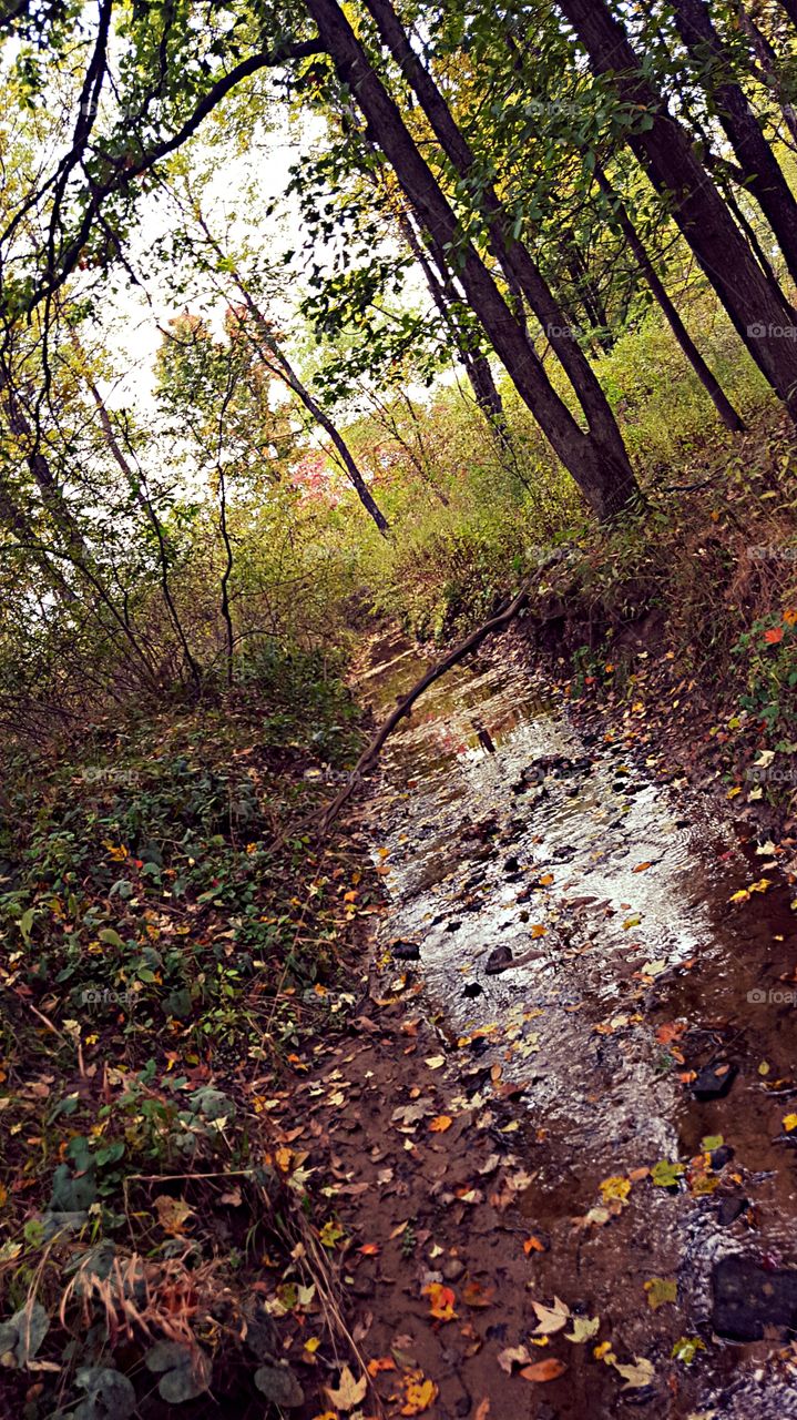 Wood, Leaf, Nature, No Person, Tree