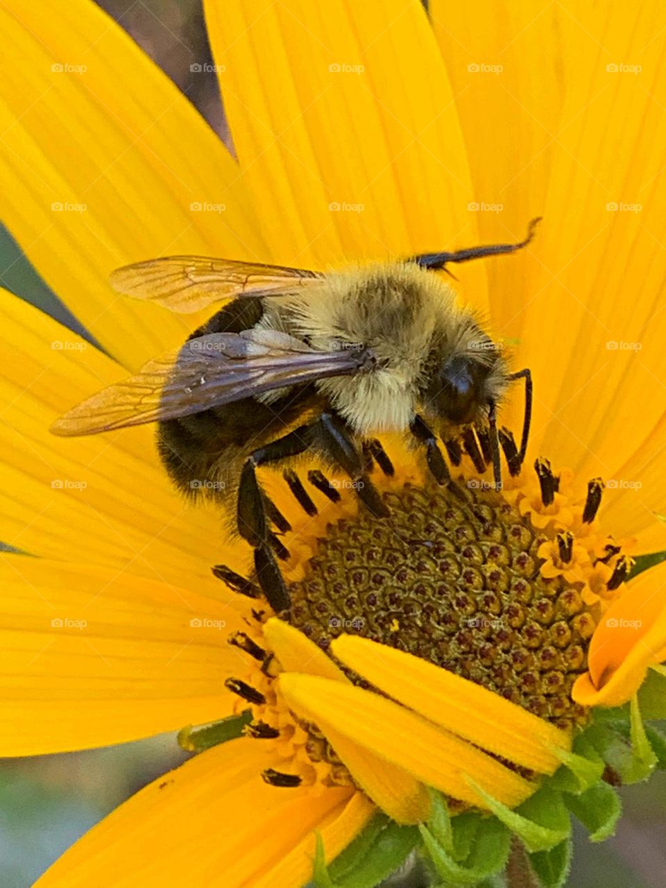 With all the pollinator action , the Yellow Swamp Sunflower draws furry, yellow bees that collect valuable nectar with their straw-like tongue to stock up for the long winter months