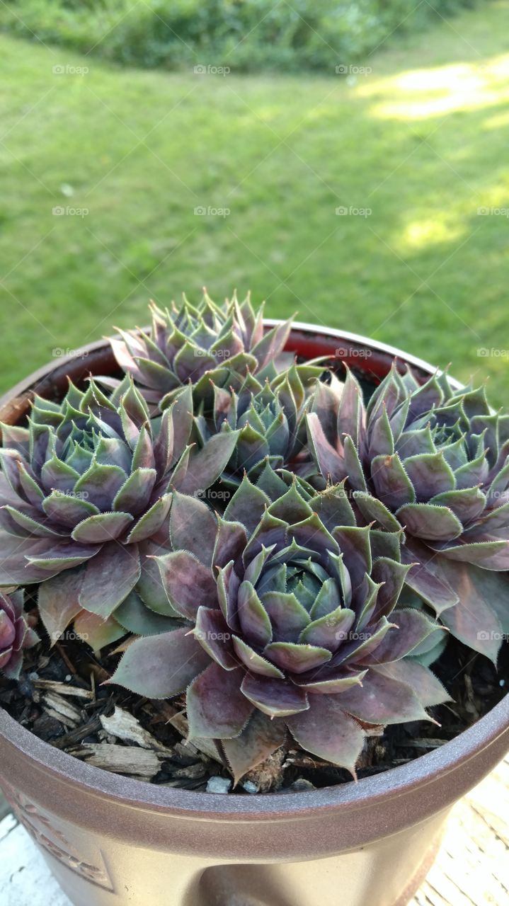 Hen and her chicks