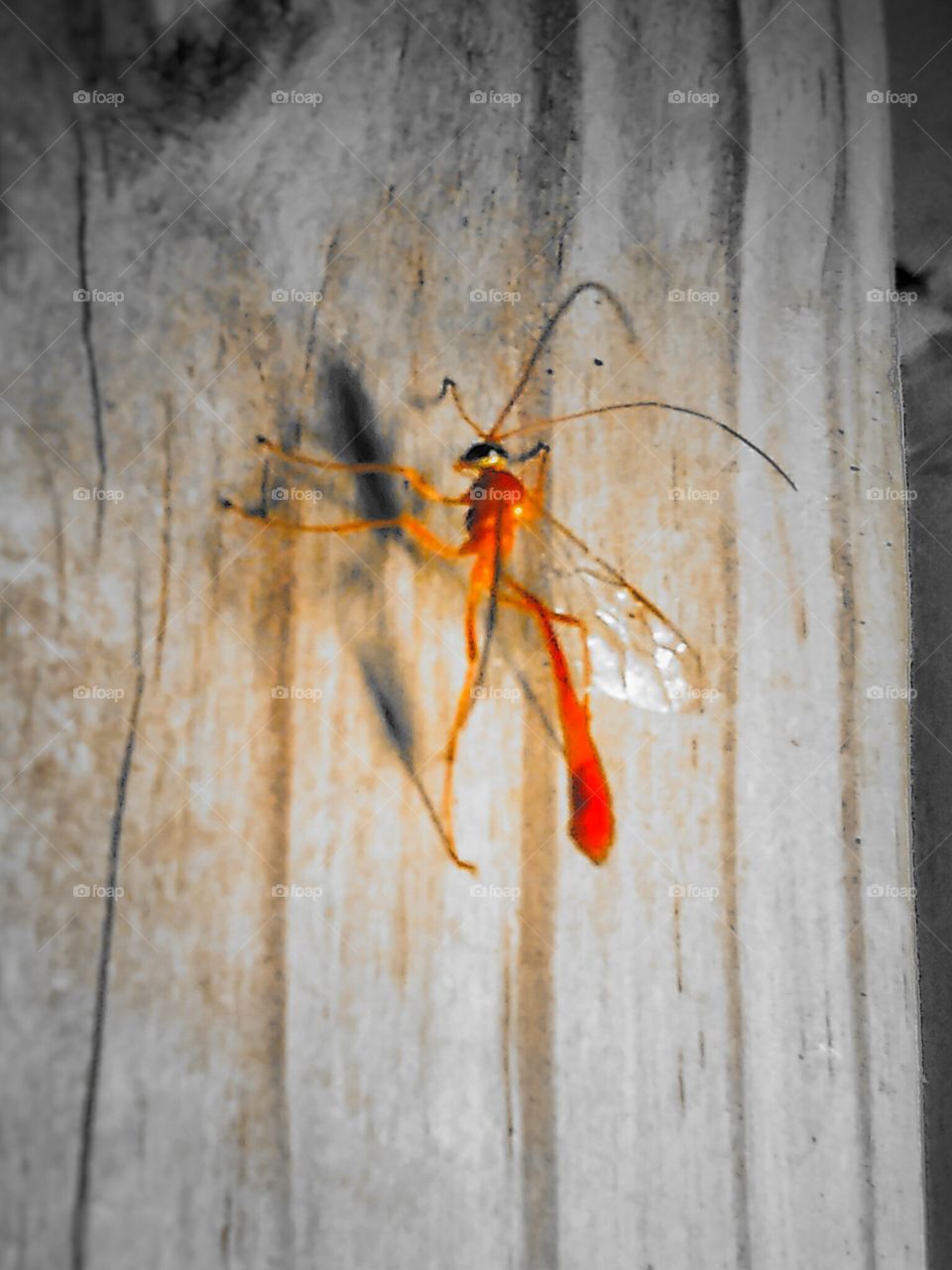 Small Red Wasp At Night