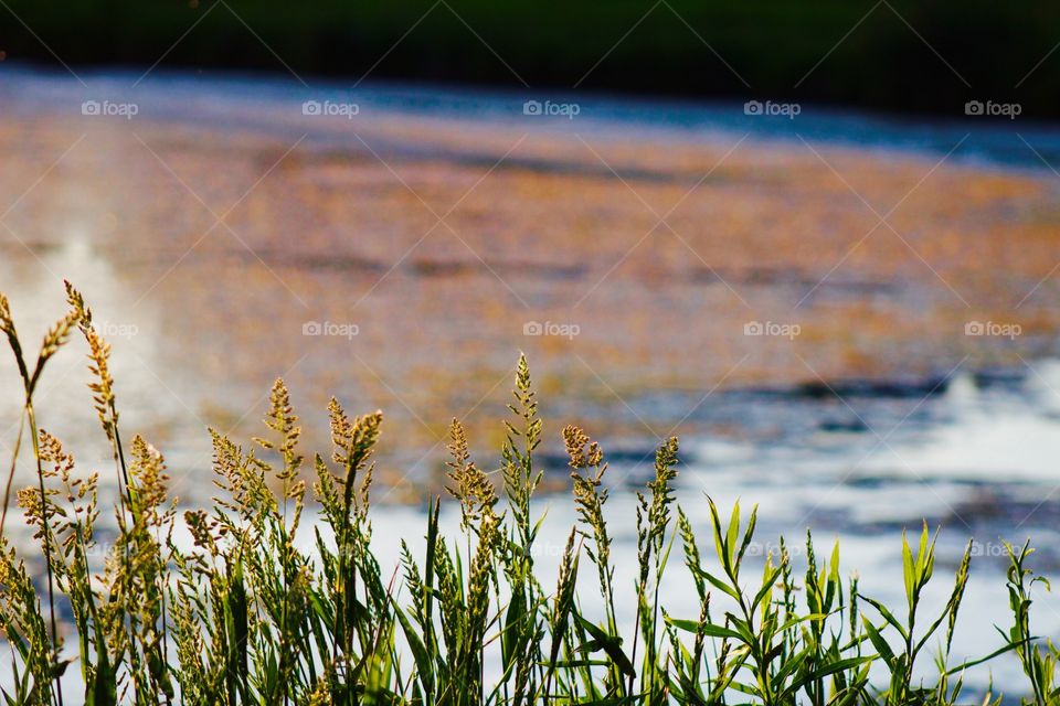 Weeds in the foreground of blurred algae-covered water at sunset