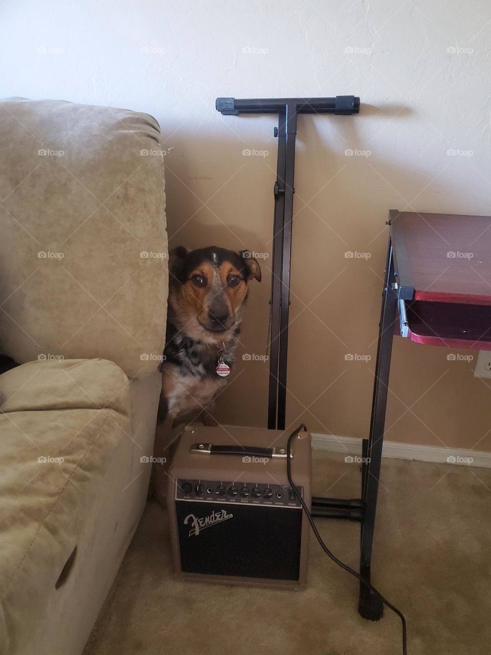 Sweet Texas Heeler Cattledog with a Fender Amplifier