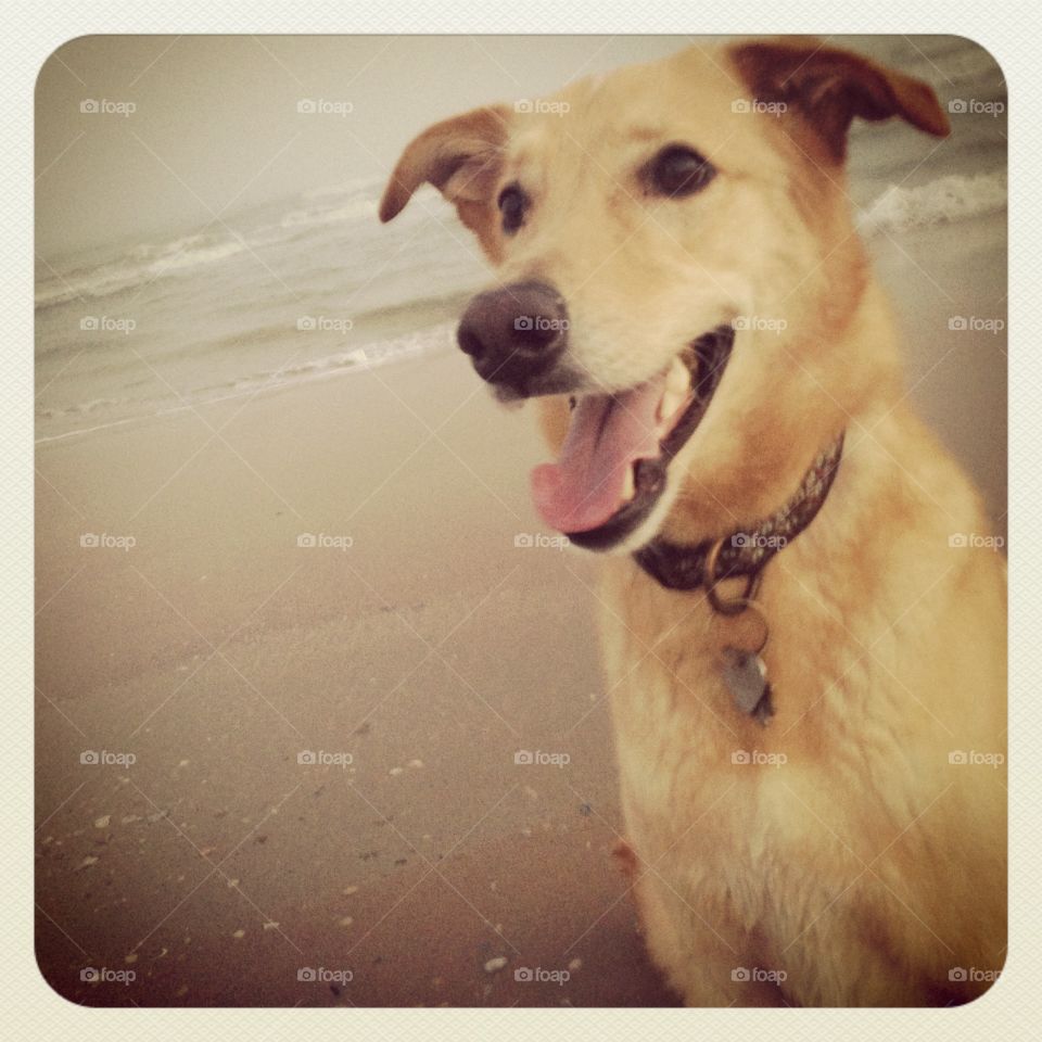 My rescue dog. Yellow Labrador / German Shepard mix. Loves the water and spending time outdoors. 