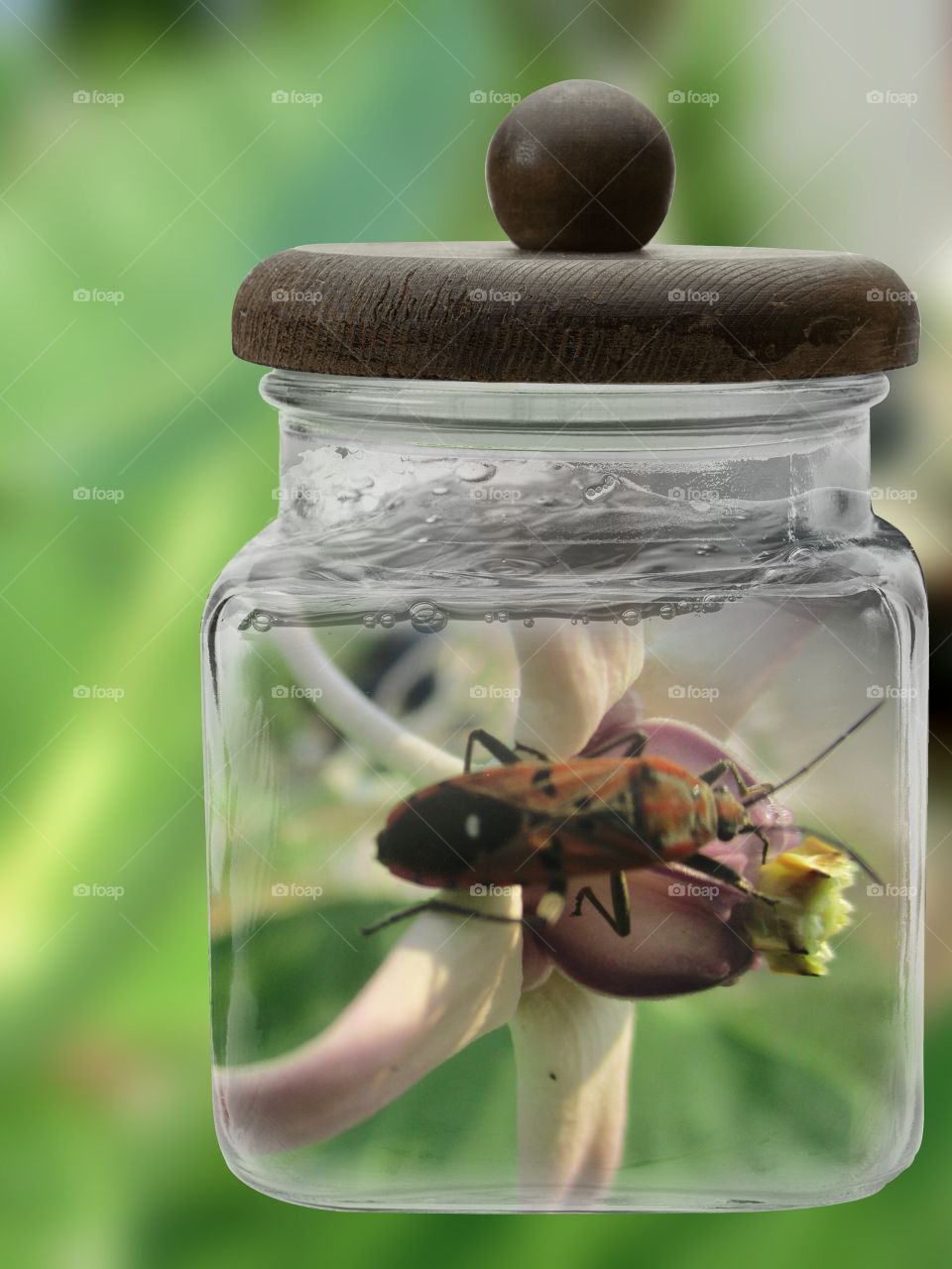 Insect in the jar