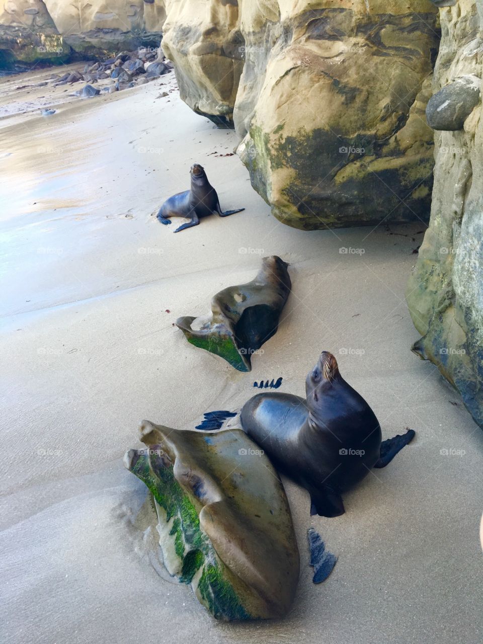 Sea seals 
