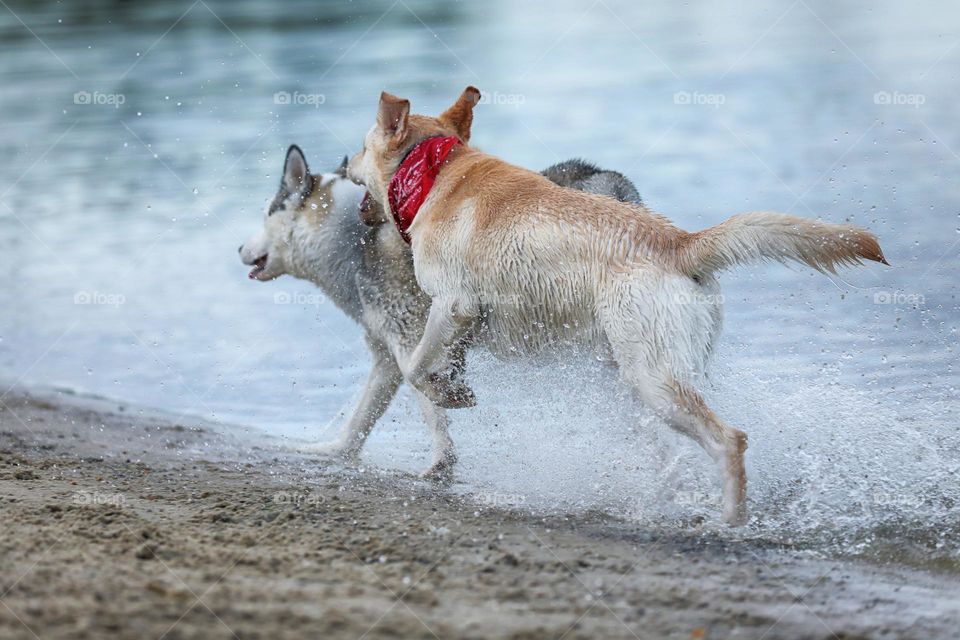 Cute Labrador and husky dogs playing on the beach