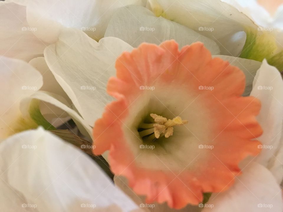 Close-up of beautiful blooming flower