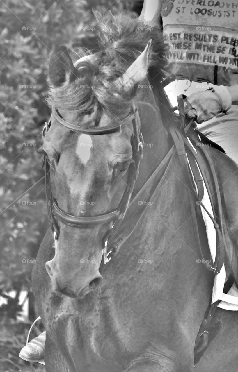 Black and white beauty. Black and white horse face