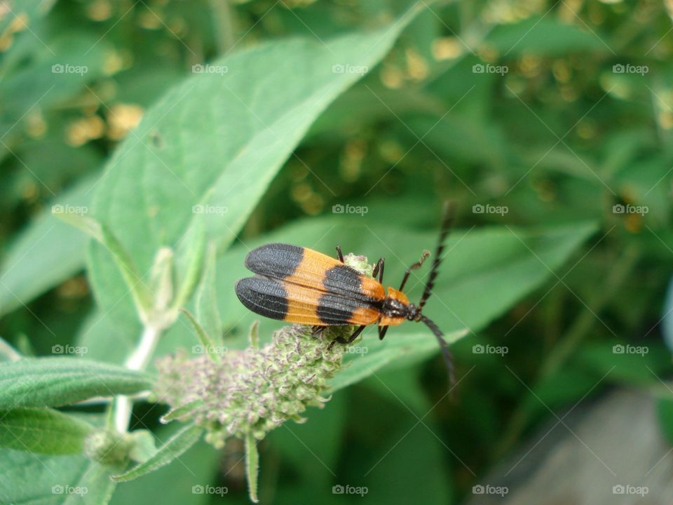 Yellow & Black beetle found living in the woods / forest. Rare sight in our woodlands.