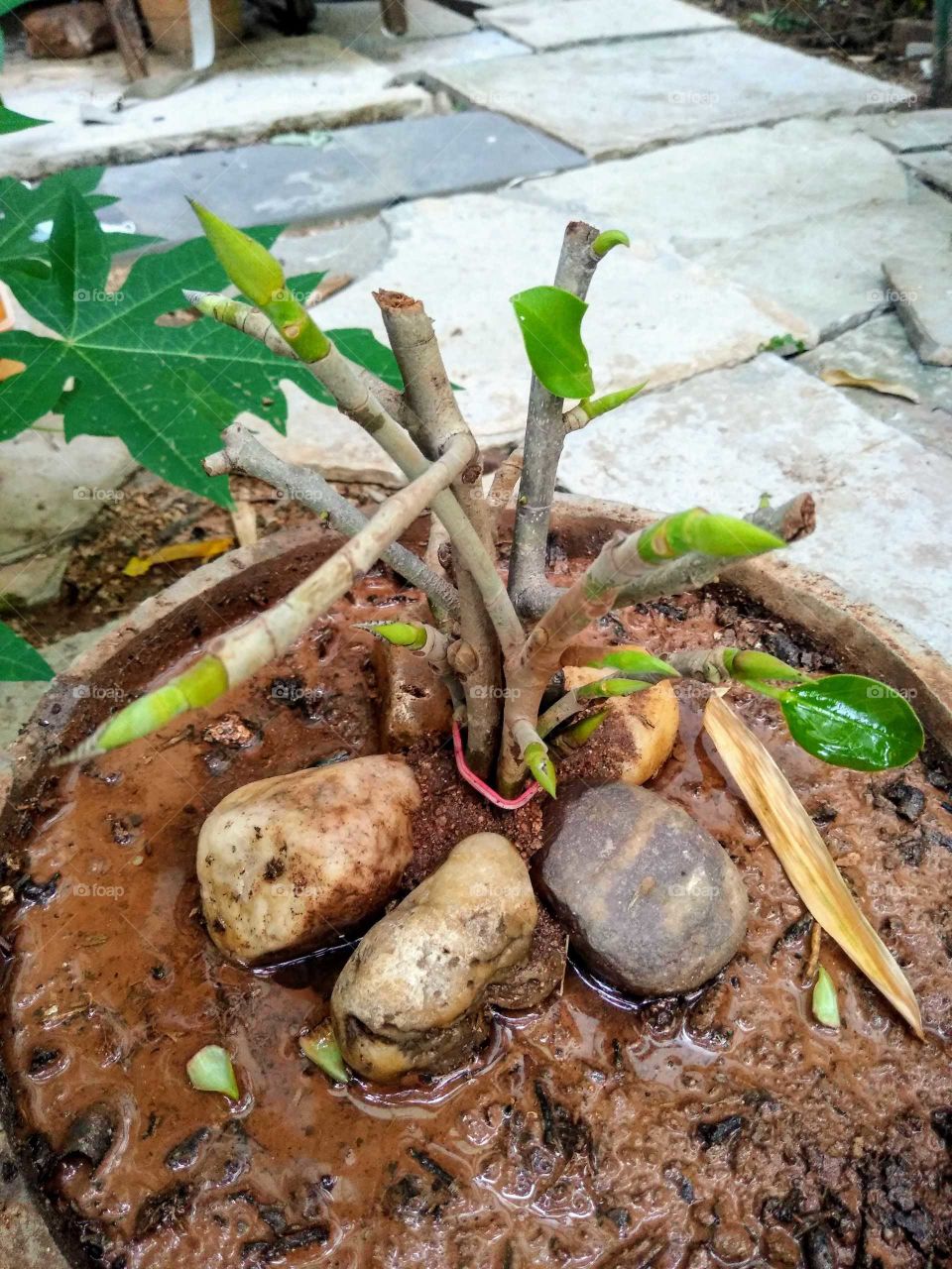 started to make a Banyan bonsai