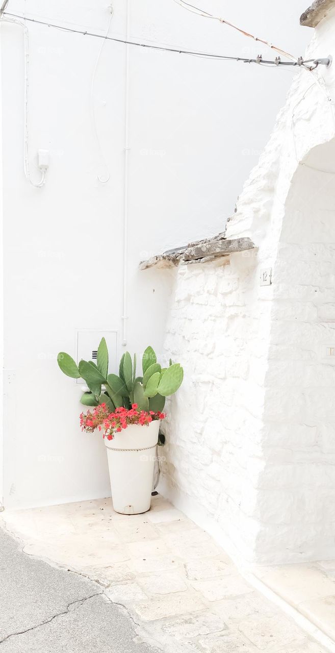 A beautiful view of a green cactus with pink begonia flowers in a ceramic pot stands on a ledge next to a white brick house on the street of Alberabello, Italy, close-up side view. The concept of traditional urban plants.