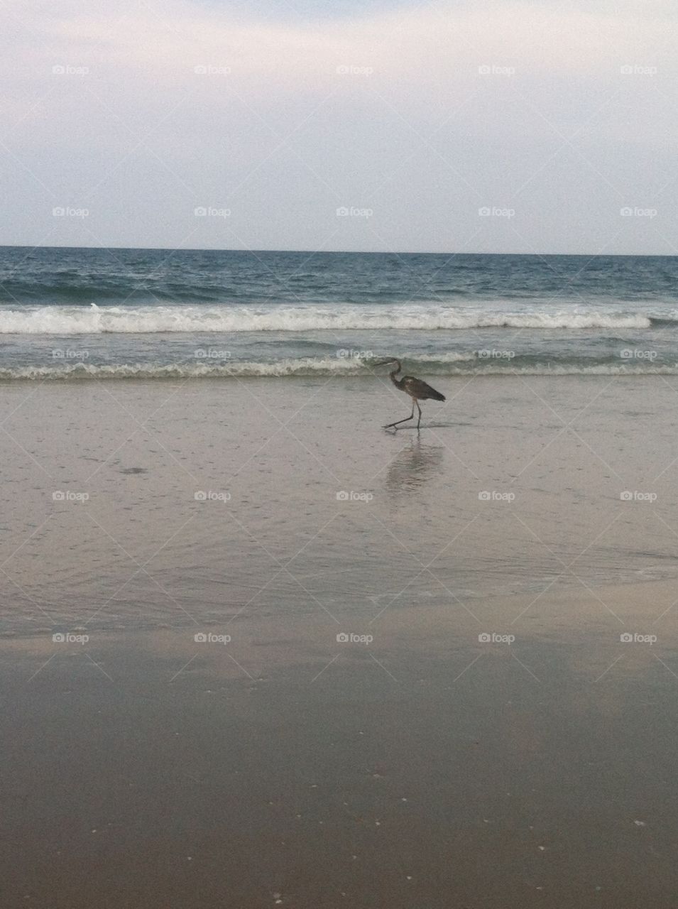 Crane hunting. Crane hunting in the shallow waves 