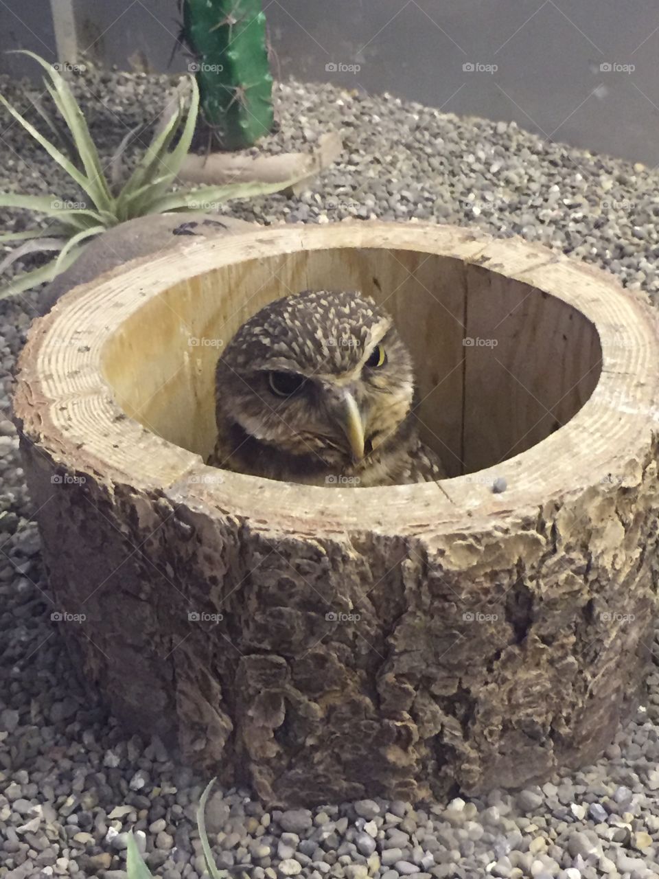 Tiny owl  in bowl 