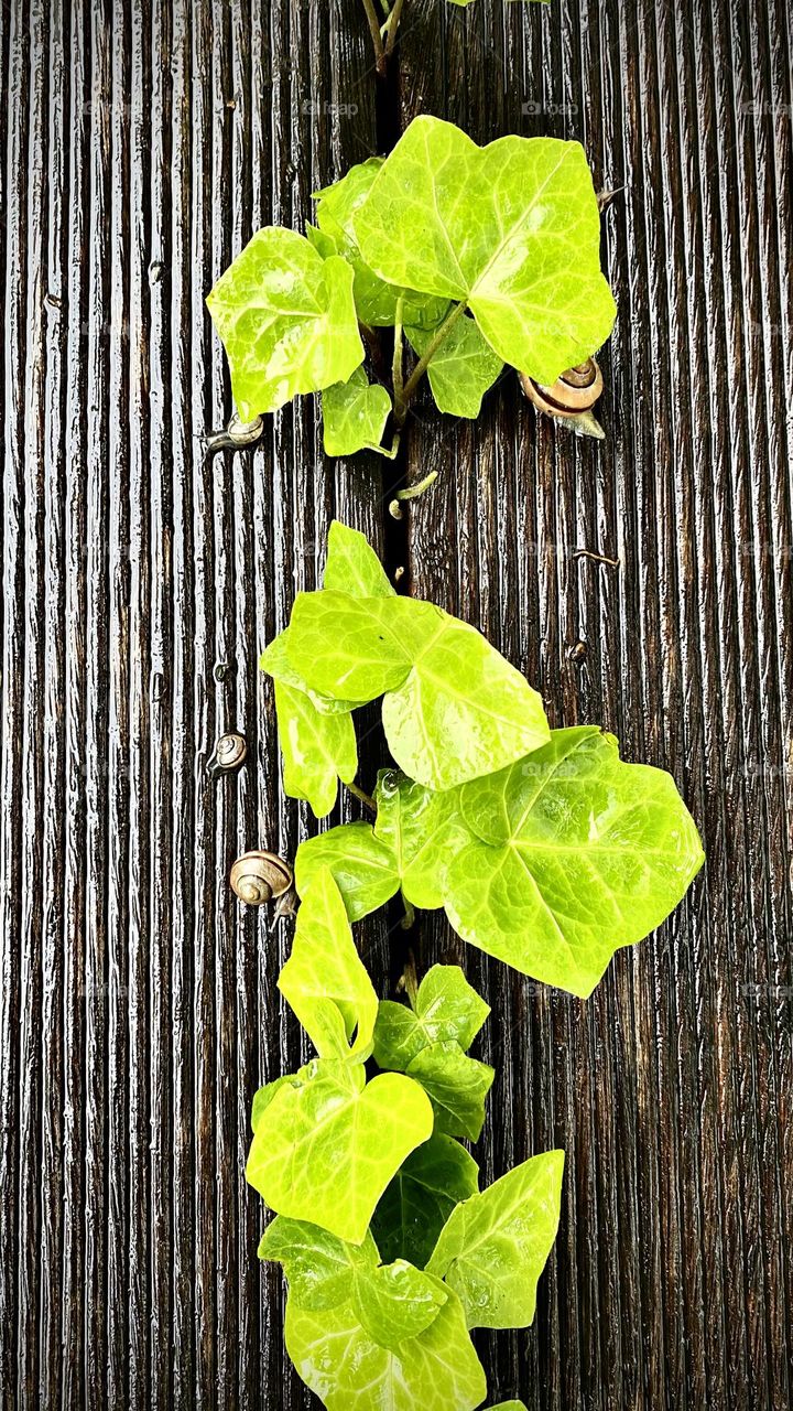 Ivy and snails after the rain