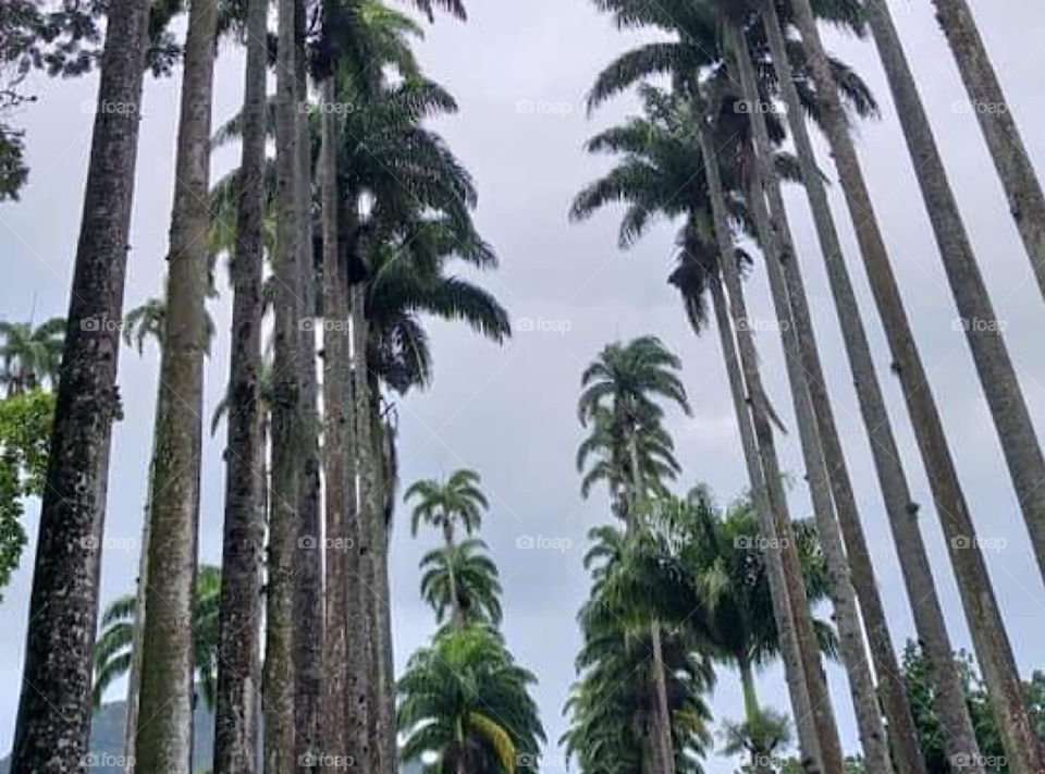 Rio de Janeiro and palm trees 🌴