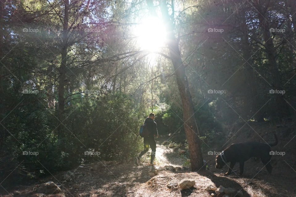 Forest#trees#nature#sunny#day#human#dog#run