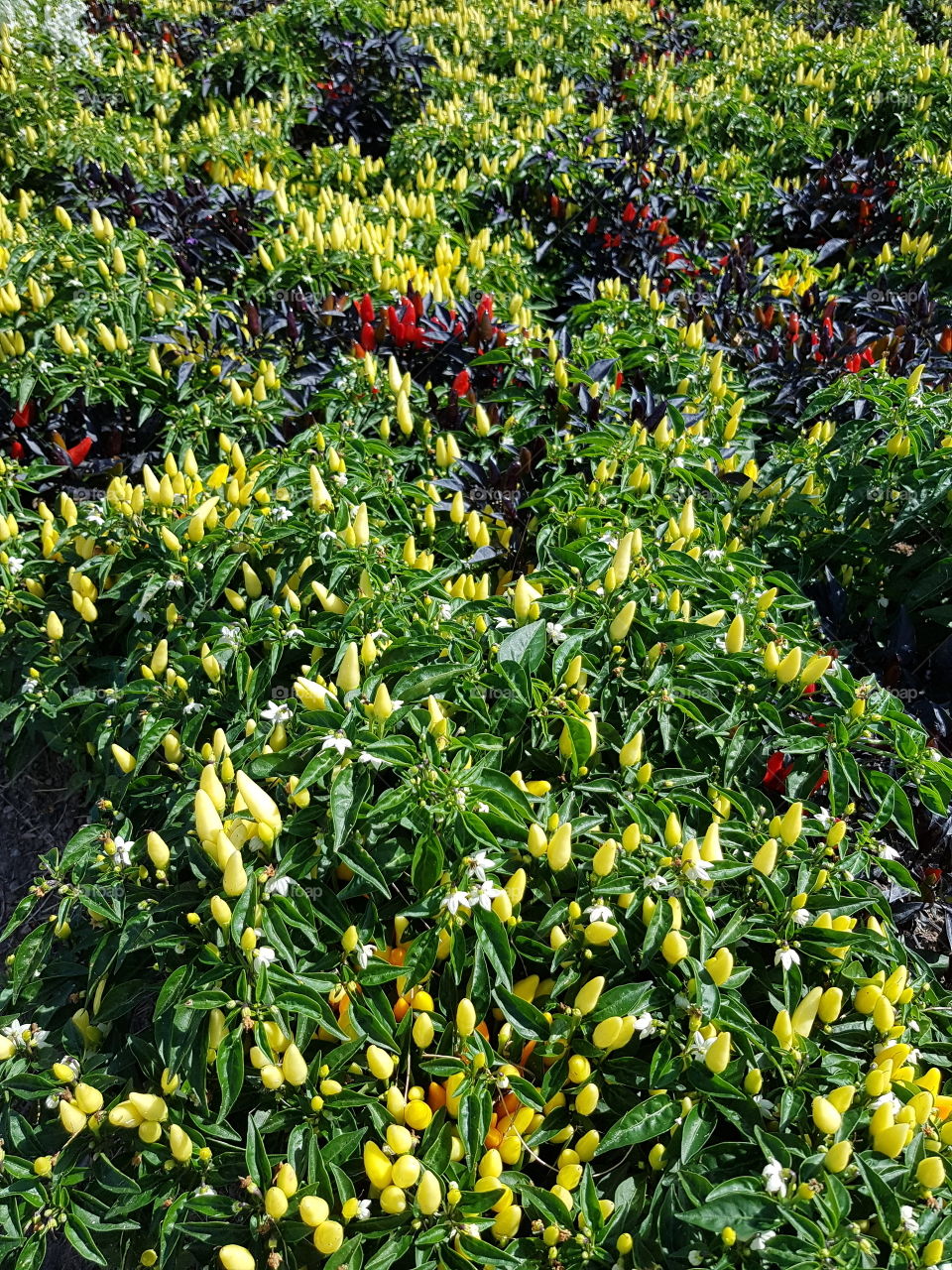 "Spicy" flower bed