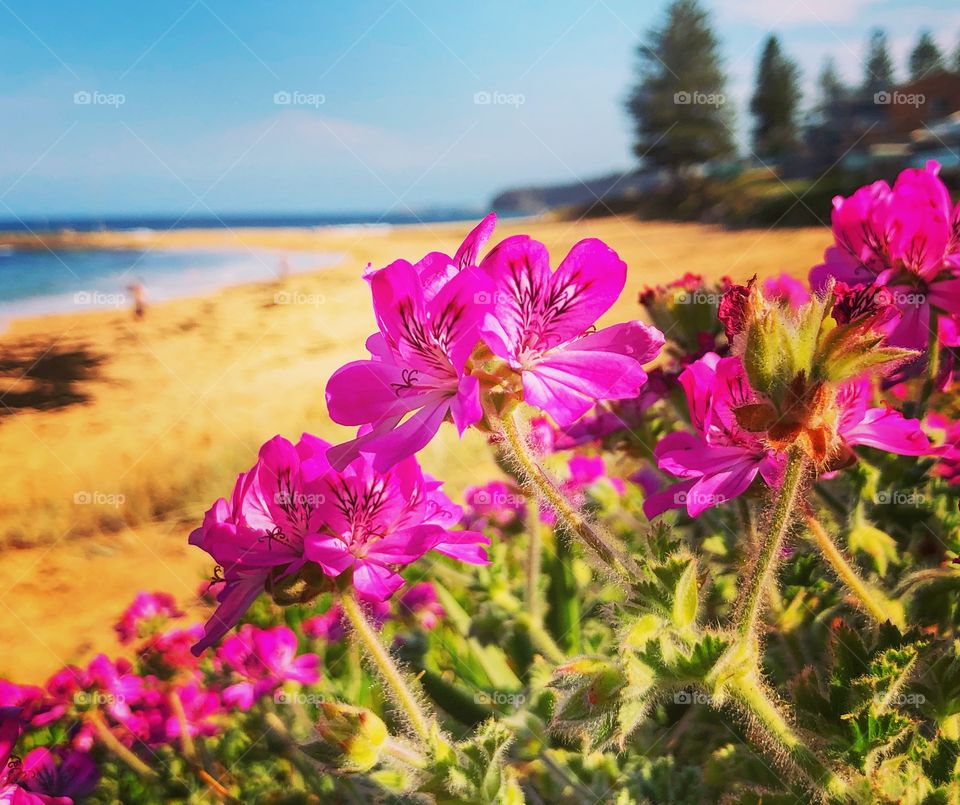 Geraniums at the beach 