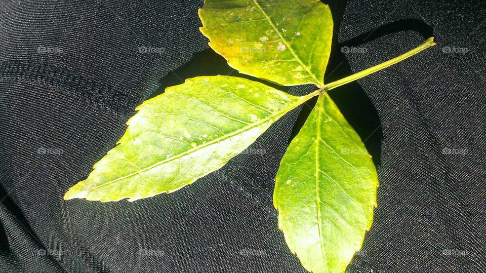 3 leafed branch