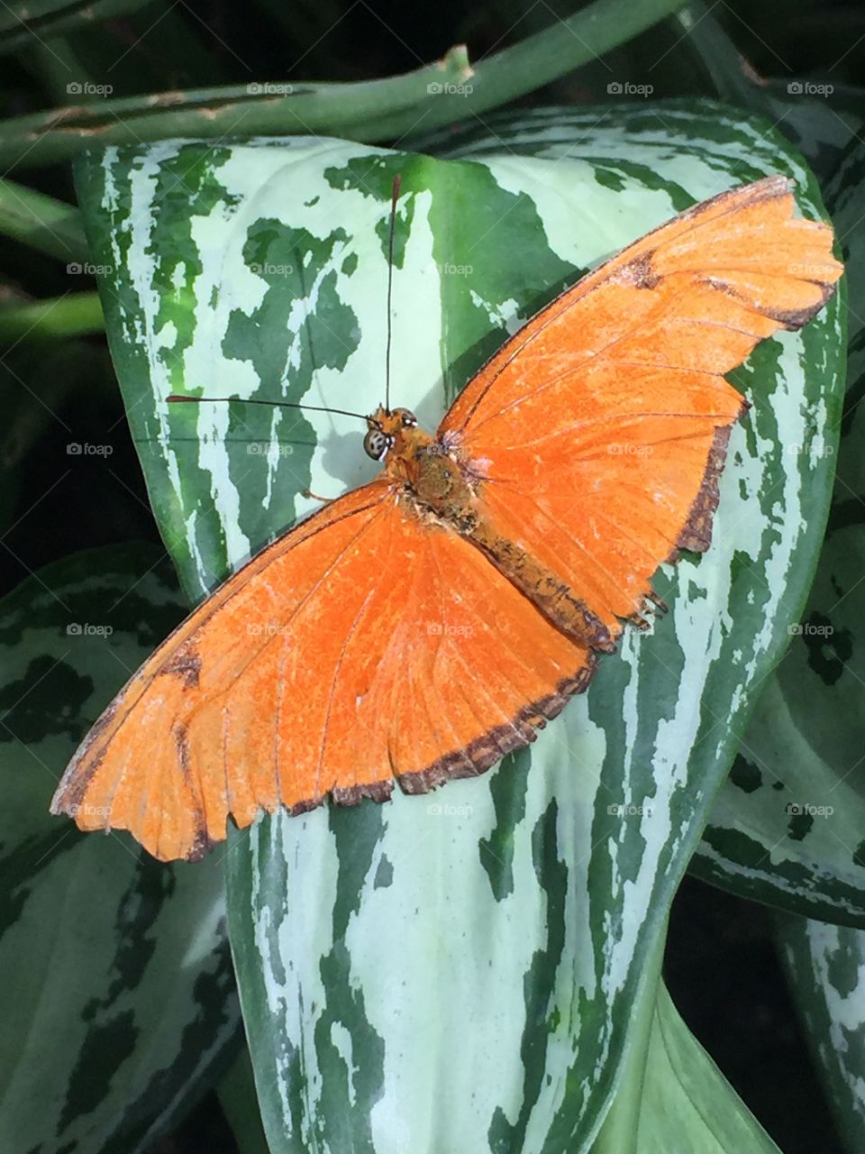 Orange butterfly.