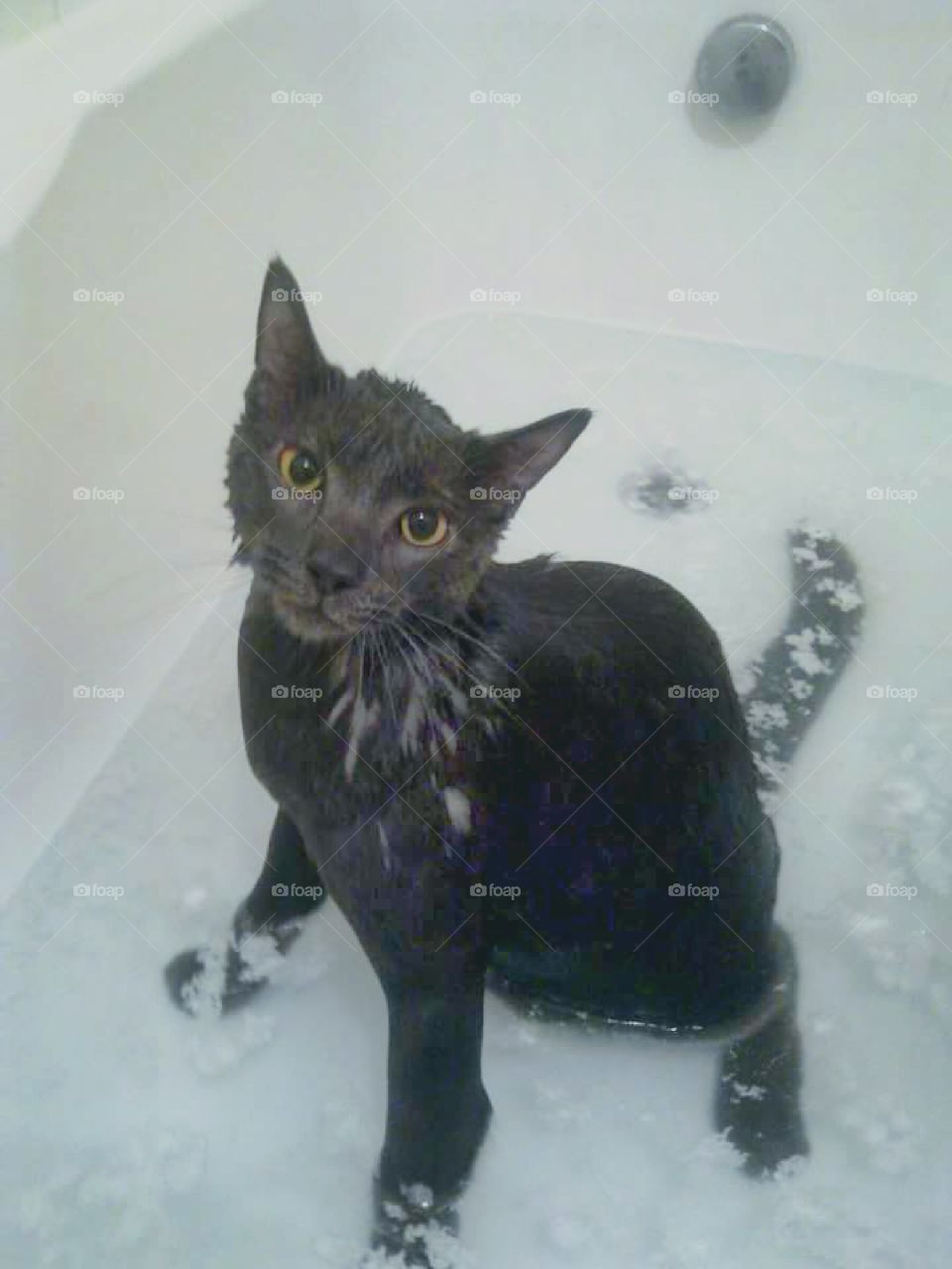 Cat unimpressed with the bath