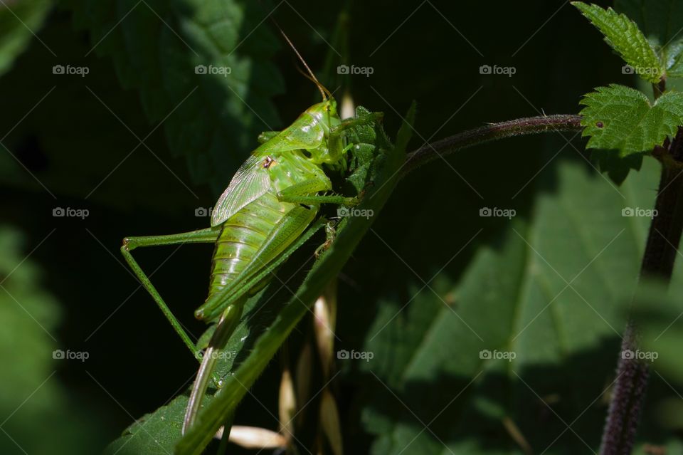 Grasshopper on green plant