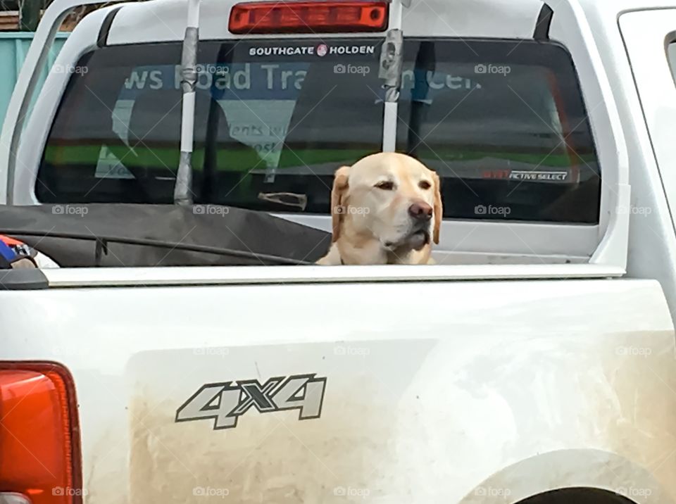 White Labrador retriever dog travelling in back of a white pickup truck ute 