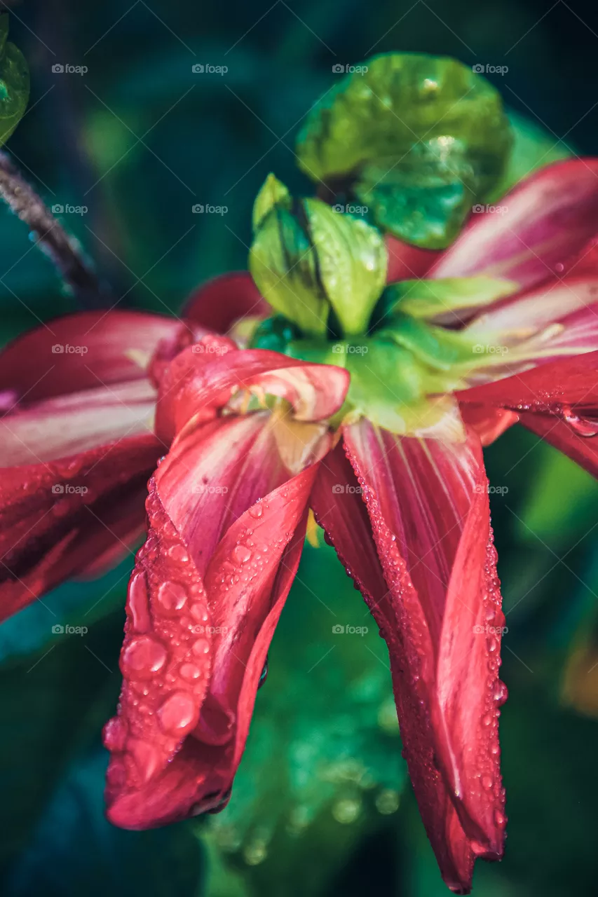 Abstract flower