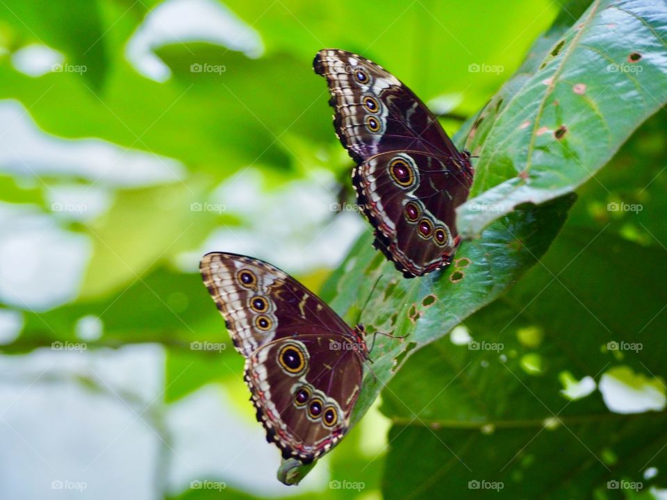 Two beautiful butterflies perch in a line on a leaf in the middle of the lush rainforest