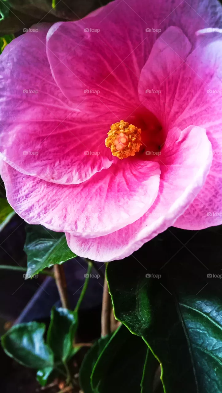 pink rose