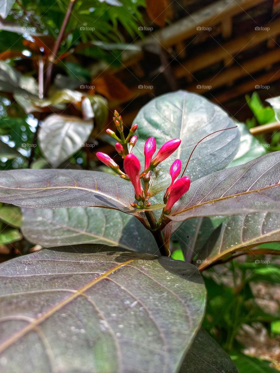 Pseuderanthemum is a genus of flowering ornamental plants