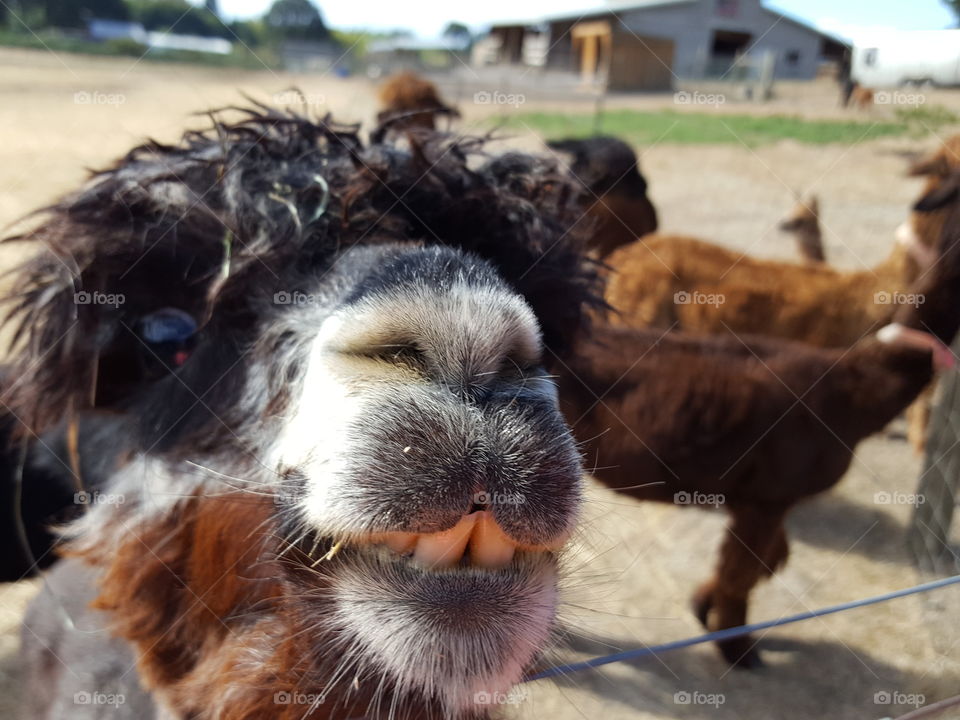 Close-up of alpaca standing in front