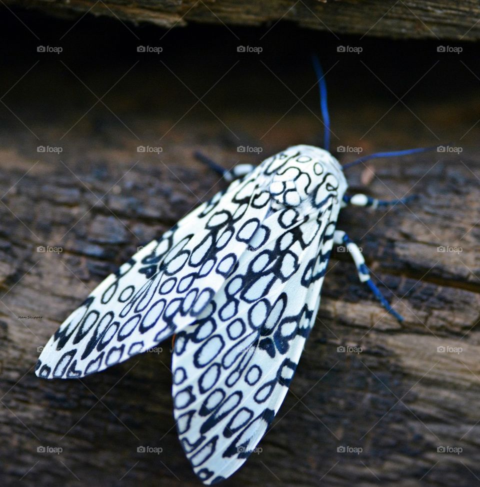 Giant Leopard Moth