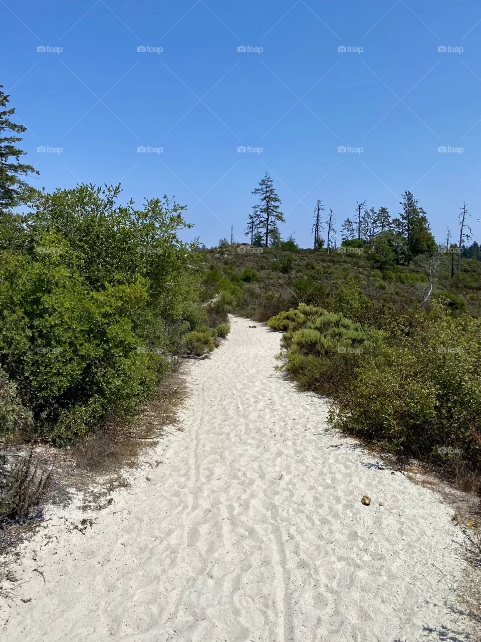 Sandy trail at Henry Cowell Redwoods State Park in Felton California 