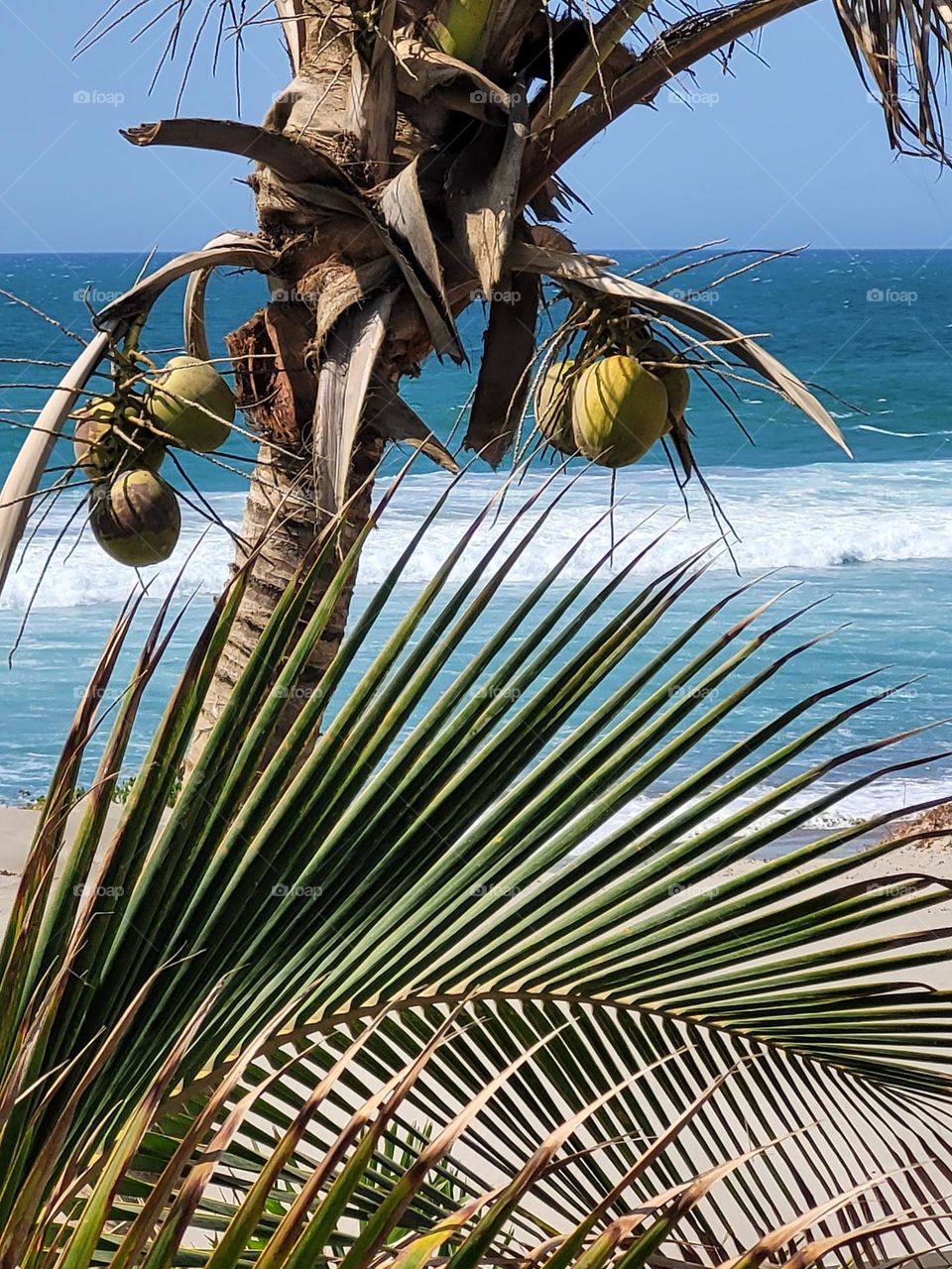 Coconut tree and palm leaves in front of beach and ocean view.