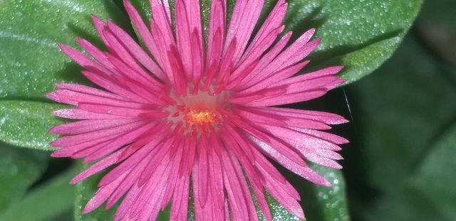 Flower🌺