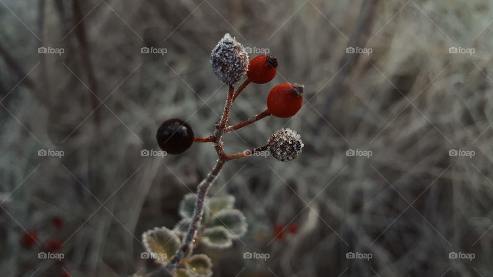 frosty morning