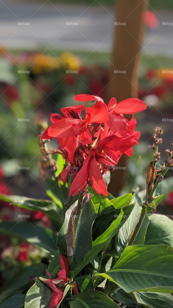 A beautiful red flower for all to see