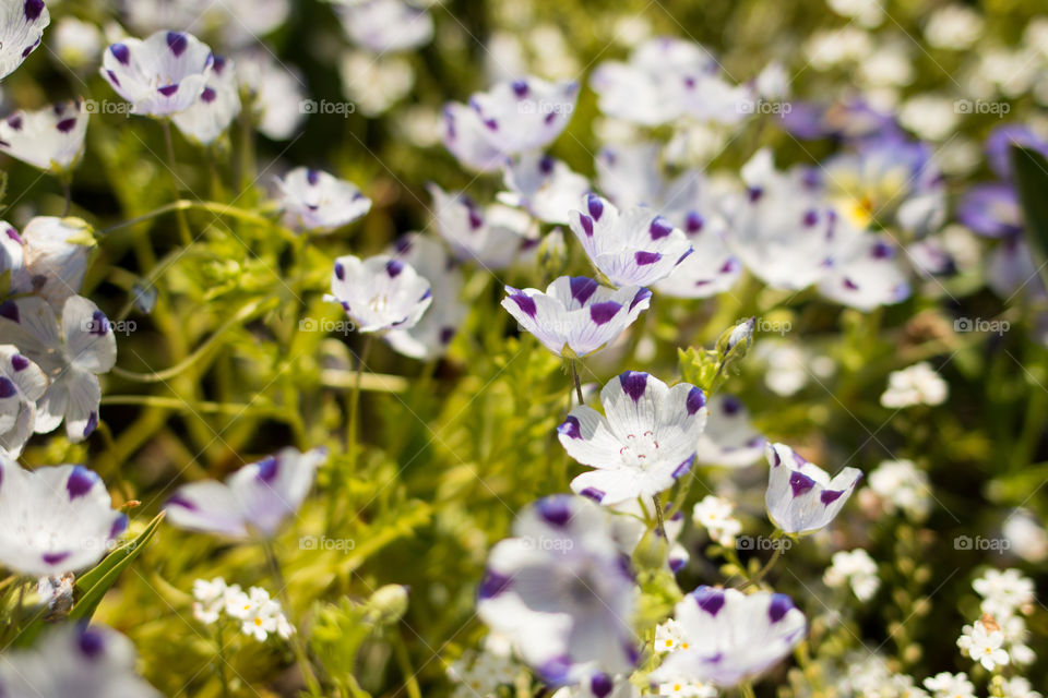 Field of white flowers