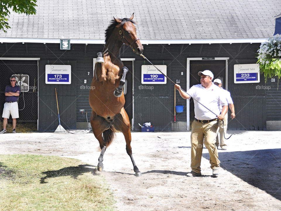 Curlin by Fleetphoto on zazzle. com/fleetphoto