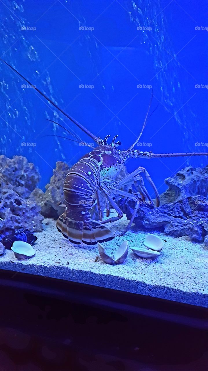 Lonely Lobster