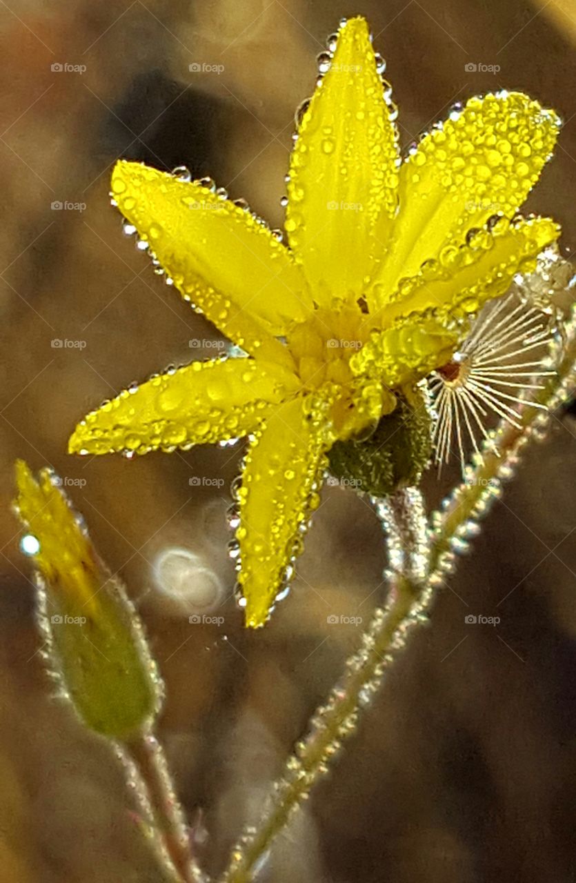 No Person, Nature, Flower, Flora, Leaf