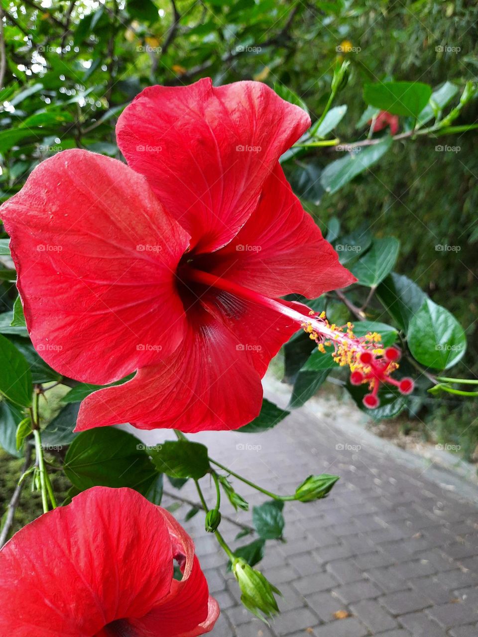 Red Flower botanic garden
