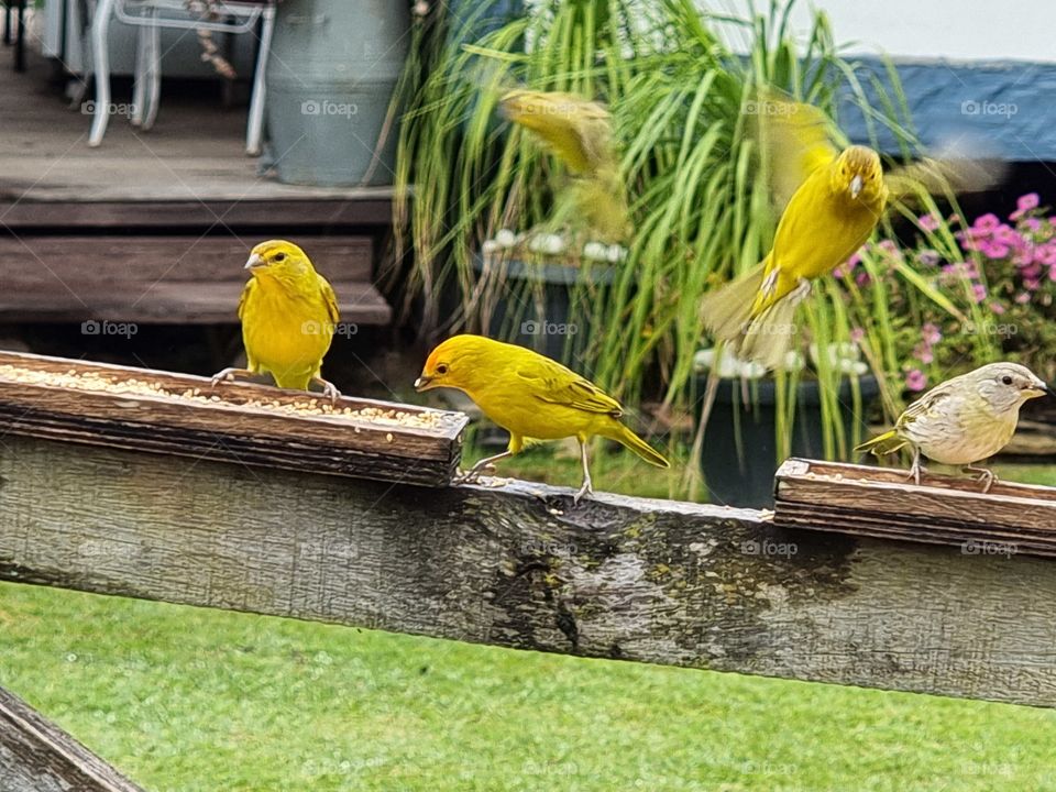 the flight of the canaries