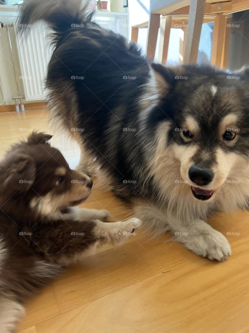 Portrait of a young Finnish Lapphund dog and puppy playing 